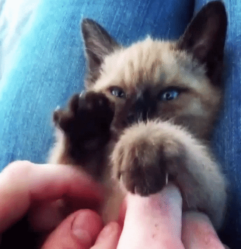 Cat Kneading GIF