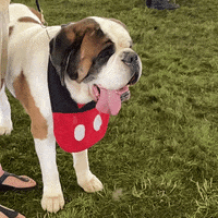 GIF by Westminster Kennel Club