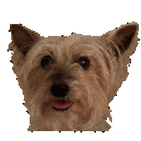 Excited Dog Sticker