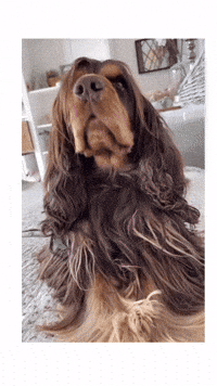 Cockeren_houdini tired sleepy sleeping wake up GIF
