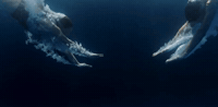 Swimming Pool Water GIF by Taylor Swift