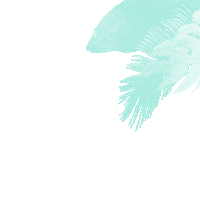 Beach Festarit Sticker by NM Live