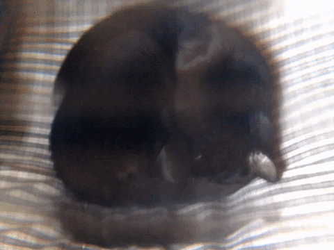 art love GIF