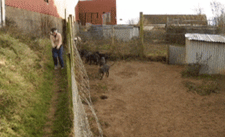 puppies GIF