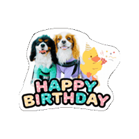 Cavalierkingcharlesspaniel Sticker