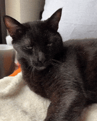 Bored Black Cat GIF