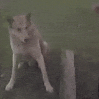 ighortorquato tmj tamojunto parceiro enois GIF