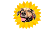 Dog Flower Sticker by Nutella Furacão