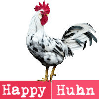 Rooster Chickens Sticker