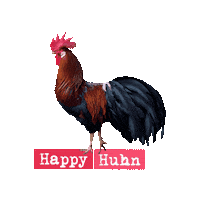 roberthck chicken rooster chickens gallo Sticker