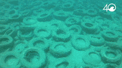 Environment Osborne GIF by 4ocean