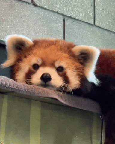 Red Panda GIF by Valley Zoo Development Society