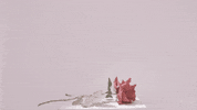 lenalewis-king art film surreal short film GIF