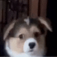 Dog Discord GIF