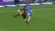 Soccer Futbol GIF by Brighton & Hove Albion Football Club