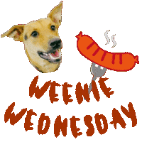 Hot Dog Doggy Daycare Sticker by waggingtailspr