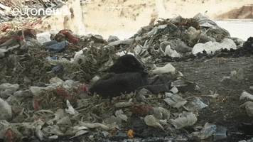 Pollution GIF by euronews