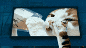 틴더스 GIF