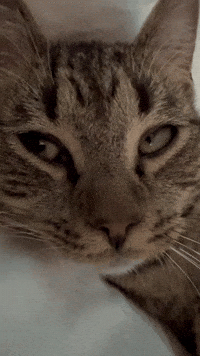 Tired Cat GIF