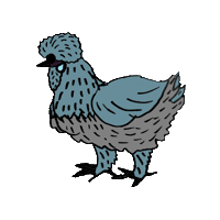Silkies Seidenhuhn Sticker