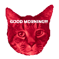 Good Morning Cat Sticker