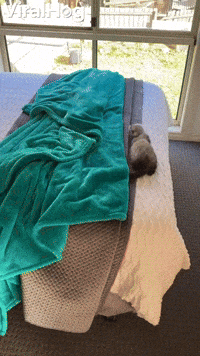 Falling Ferret Does Backflip off Bed
