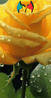 Amigos Flores GIF by Murcianys LLC