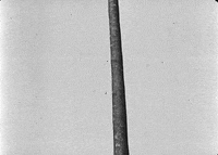 Buster Keaton The Blacksmith GIF by Maudit