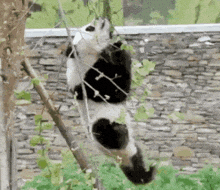 Pandas Are Stupid Fun GIF