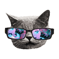 cat STICKER by imoji