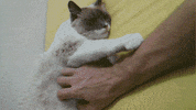 rub GIF