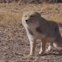 Fox Run GIF by Respective