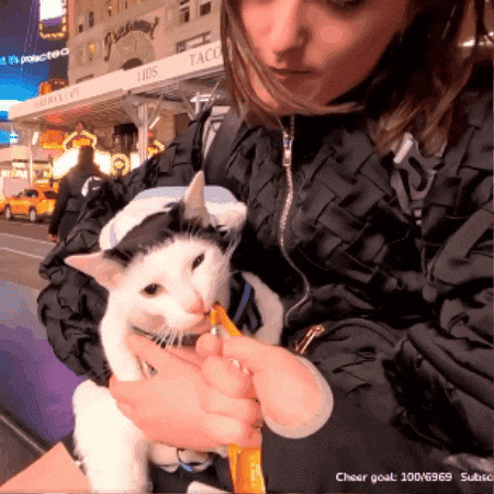 Cat Greed GIF