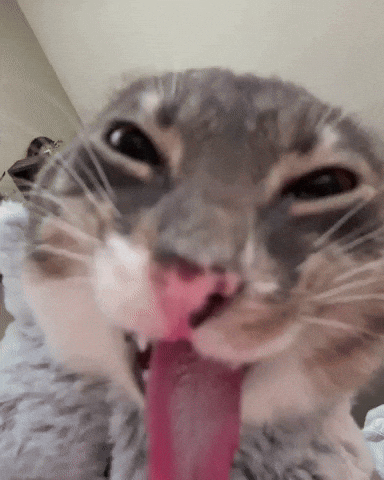 iamrigbycat cat funny cat venom rigby GIF