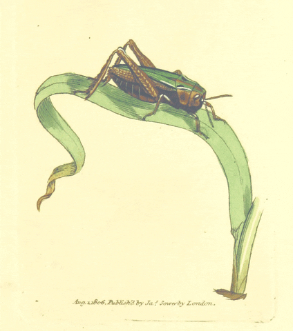 Jumping Natural History GIF by GIF IT UP