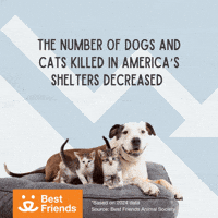 Adopt Best Friends GIF by Best Friends Animal Society