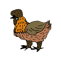 Chickens Silkies Sticker