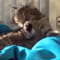 Sexy Cat GIF