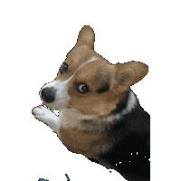 Dog News Sticker