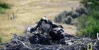 GIF by National Geographic Channel