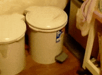 cat cats hiding trash can GIF