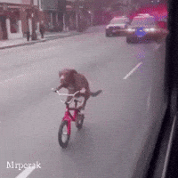 Art Dog GIF