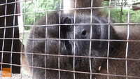 Adorable Rescued Monkey Falls Asleep in the Most Unusual Position