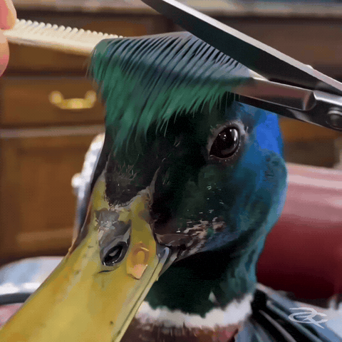 Duck Haircut GIF by Respective