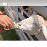 Hungry Baby GIF by TRT