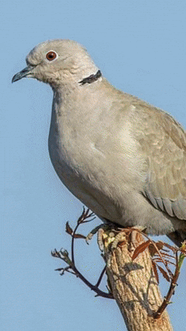 Simongip giphyupload GIF