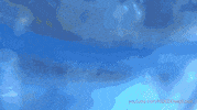 california frog GIF by PBS Digital Studios