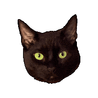 Black Cat Judging You Sticker by Rod Kim