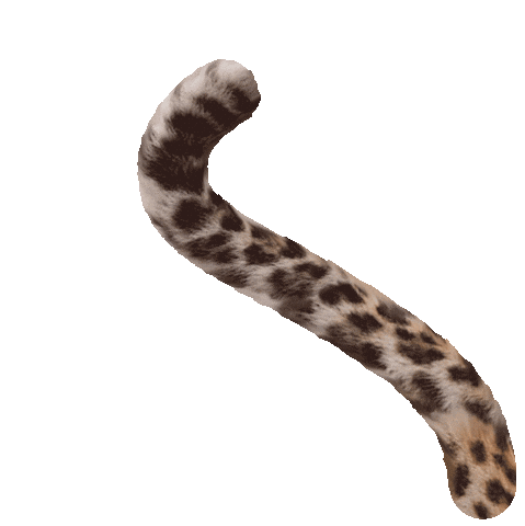 Geyzerrr giphyupload cat animal tail Sticker
