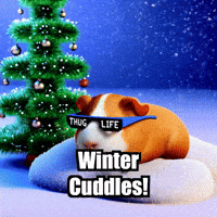 Guinea Pig Snow GIF by Guinea Gambino